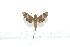  ( - BC-Mel 0121b)  @13 [ ] Copyright (2010) Unspecified Research Collection of Tomas Melichar