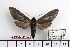  ( - BC-Mel 1040)  @12 [ ] Copyright (2010) Unspecified Research Collection of Tomas Melichar