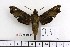  ( - BC-Mel 1059)  @14 [ ] Copyright (2010) Unspecified Research Collection of Tomas Melichar
