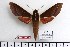  ( - BC-Mel 1093)  @14 [ ] Copyright (2010) Unspecified Research Collection of Tomas Melichar