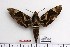  ( - BC-Mel 1098)  @14 [ ] Copyright (2010) Unspecified Research Collection of Tomas Melichar