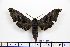  (Polyptychus sonantis - BC-Mel1114)  @14 [ ] Copyright (2010) Unspecified Research Collection of Tomas Melichar