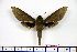  ( - BC-Mel1158)  @14 [ ] Copyright (2010) Unspecified Research Collection of Tomas Melichar