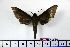  ( - BC-Mel1200)  @12 [ ] Copyright (2010) Unspecified Research Collection of Tomas Melichar