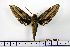  ( - BC-Mel1208)  @13 [ ] Copyright (2010) Unspecified Research Collection of Tomas Melichar