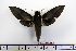  ( - BC-Mel1216)  @14 [ ] Copyright (2010) Unspecified Research Collection of Tomas Melichar
