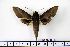  ( - BC-Mel1221)  @14 [ ] Copyright (2010) Unspecified Research Collection of Tomas Melichar