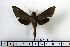  ( - BC-Mel1226)  @13 [ ] Copyright (2010) Unspecified Research Collection of Tomas Melichar