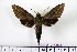  ( - BC-Mel1229)  @14 [ ] Copyright (2010) Unspecified Research Collection of Tomas Melichar