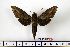  ( - BC-Mel1230)  @13 [ ] Copyright (2010) Unspecified Research Collection of Tomas Melichar