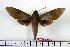  ( - BC-Mel1251)  @13 [ ] Copyright (2010) Unspecified Research Collection of Tomas Melichar