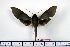  ( - BC-Mel1253)  @12 [ ] Copyright (2010) Unspecified Research Collection of Tomas Melichar