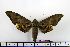  ( - BC-Mel1262)  @14 [ ] Copyright (2010) Unspecified Research Collection of Tomas Melichar