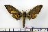  ( - BC-Mel1265)  @14 [ ] Copyright (2010) Unspecified Research Collection of Tomas Melichar