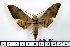  ( - BC-Mel1269)  @14 [ ] Copyright (2010) Unspecified Research Collection of Tomas Melichar