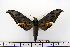  ( - BC-Mel1282)  @14 [ ] Copyright (2010) Unspecified Research Collection of Tomas Melichar