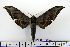  (Ambulyx sericeipennis javanica - BC-Mel1283)  @14 [ ] Copyright (2010) Unspecified Research Collection of Tomas Melichar