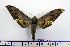  ( - BC-Mel1286)  @14 [ ] Copyright (2010) Unspecified Research Collection of Tomas Melichar