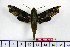  ( - BC-Mel1334)  @13 [ ] Copyright (2010) Unspecified Research Collection of Tomas Melichar