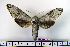  ( - BC-Mel1341)  @13 [ ] Copyright (2010) Unspecified Research Collection of Tomas Melichar