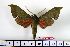  ( - BC-Mel1347)  @14 [ ] Copyright (2010) Unspecified Research Collection of Tomas Melichar