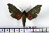  ( - BC-Mel1348)  @13 [ ] Copyright (2010) Unspecified Research Collection of Tomas Melichar