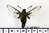  ( - BC-Mel1354)  @13 [ ] Copyright (2010) Unspecified Research Collection of Tomas Melichar
