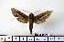  ( - BC-Mel1359)  @14 [ ] Copyright (2010) Unspecified Research Collection of Tomas Melichar