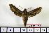  ( - BC-Mel1362)  @13 [ ] Copyright (2010) Unspecified Research Collection of Tomas Melichar
