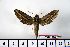  ( - BC-Mel1369)  @12 [ ] Copyright (2010) Unspecified Research Collection of Tomas Melichar
