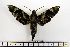  ( - BC-Mel1409)  @13 [ ] Copyright (2010) Unspecified Research Collection of Tomas Melichar