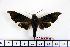  (Dahira pinratanai - BC-Mel1436)  @11 [ ] Copyright (2010) Unspecified Research Collection of Tomas Melichar