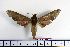  ( - BC-Mel1480)  @13 [ ] Copyright (2010) Unspecified Research Collection of Tomas Melichar