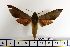  ( - BC-Mel1481)  @13 [ ] Copyright (2010) Unspecified Research Collection of Tomas Melichar