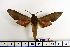  ( - BC-Mel1482)  @13 [ ] Copyright (2010) Unspecified Research Collection of Tomas Melichar