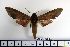  ( - BC-Mel1485)  @13 [ ] Copyright (2010) Unspecified Research Collection of Tomas Melichar