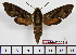  ( - BC-Mel1506)  @14 [ ] Copyright (2010) Tomas Melichar Research Collection of Tomas Melichar