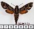  ( - BC-Mel1512)  @14 [ ] Copyright (2010) Tomas Melichar Research Collection of Tomas Melichar