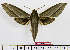  ( - BC-Mel1515)  @14 [ ] Copyright (2010) Tomas Melichar Research Collection of Tomas Melichar
