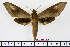  ( - BC-Mel1526)  @14 [ ] Copyright (2010) Tomas Melichar Research Collection of Tomas Melichar