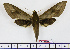  ( - BC-Mel1527)  @14 [ ] Copyright (2010) Tomas Melichar Research Collection of Tomas Melichar