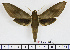  ( - BC-Mel1528)  @15 [ ] Copyright (2010) Tomas Melichar Research Collection of Tomas Melichar