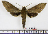 ( - BC-Mel1531)  @13 [ ] Copyright (2010) Tomas Melichar Research Collection of Tomas Melichar