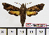  ( - BC-Mel1533)  @13 [ ] Copyright (2010) Tomas Melichar Research Collection of Tomas Melichar