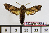  ( - BC-Mel1534)  @12 [ ] Copyright (2010) Tomas Melichar Research Collection of Tomas Melichar