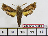  ( - BC-Mel1536)  @12 [ ] Copyright (2010) Tomas Melichar Research Collection of Tomas Melichar