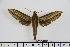  ( - BC-Mel1567)  @11 [ ] Copyright (2010) Tomas Melichar Research Collection of Tomas Melichar