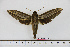  (Theretra catherinae - BC-Mel1569)  @14 [ ] Copyright (2010) Tomas Melichar Research Collection of Tomas Melichar
