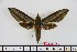  ( - BC-Mel1570)  @11 [ ] Copyright (2010) Tomas Melichar Research Collection of Tomas Melichar