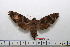  ( - BC-Mel1572)  @13 [ ] Copyright (2010) Tomas Melichar Research Collection of Tomas Melichar